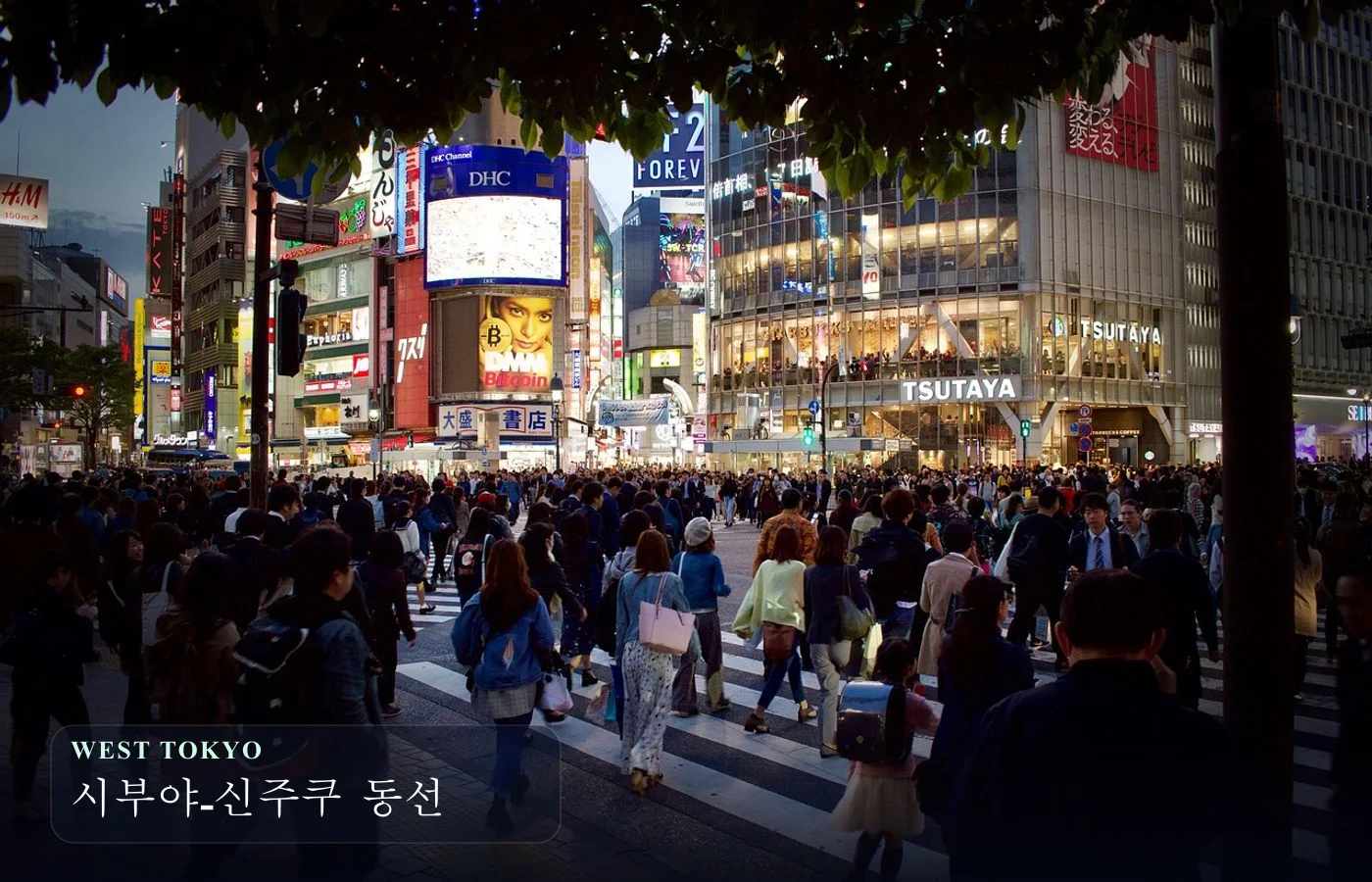 시부야 야간 횡단보도와 도심 풍경